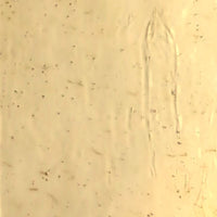 Glasplatte Champagner Antikglas