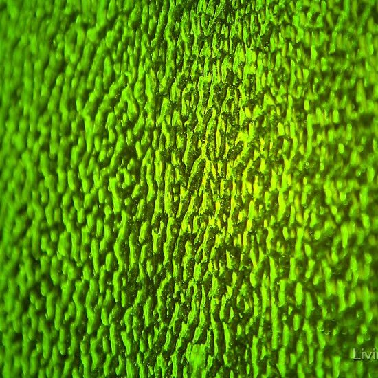 Glass Plate Green Amber Ripple