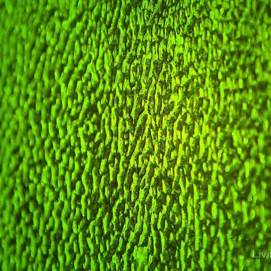 Glasplatte Grün Bernstein Gewellt